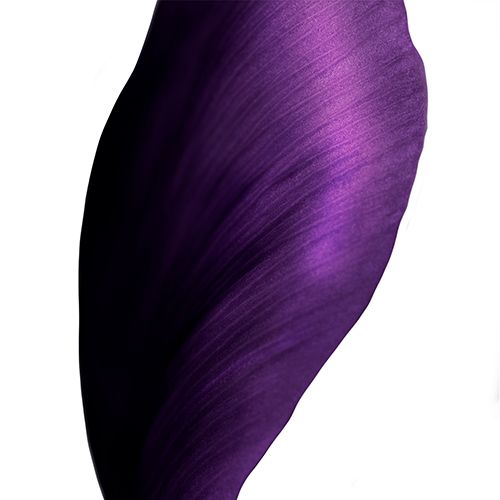 BLACK TULIP EXTRACT